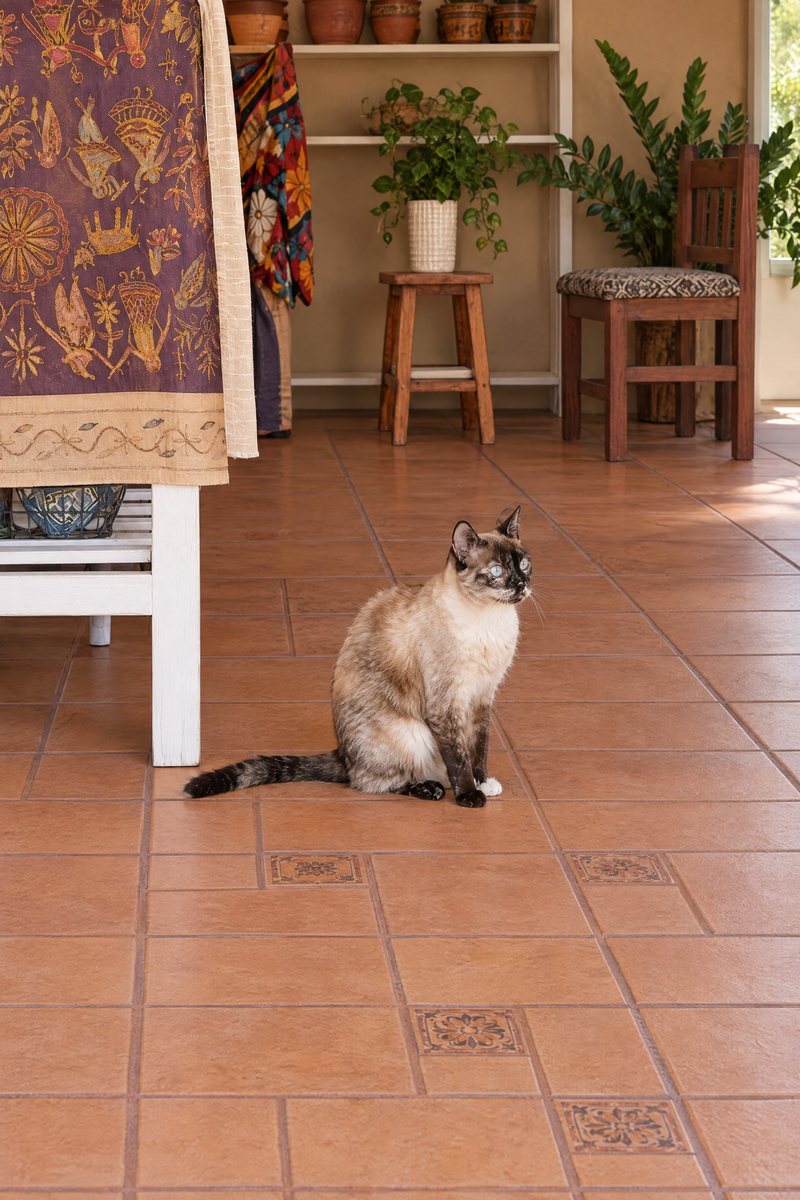 Gato siamês sentado no piso da varanda